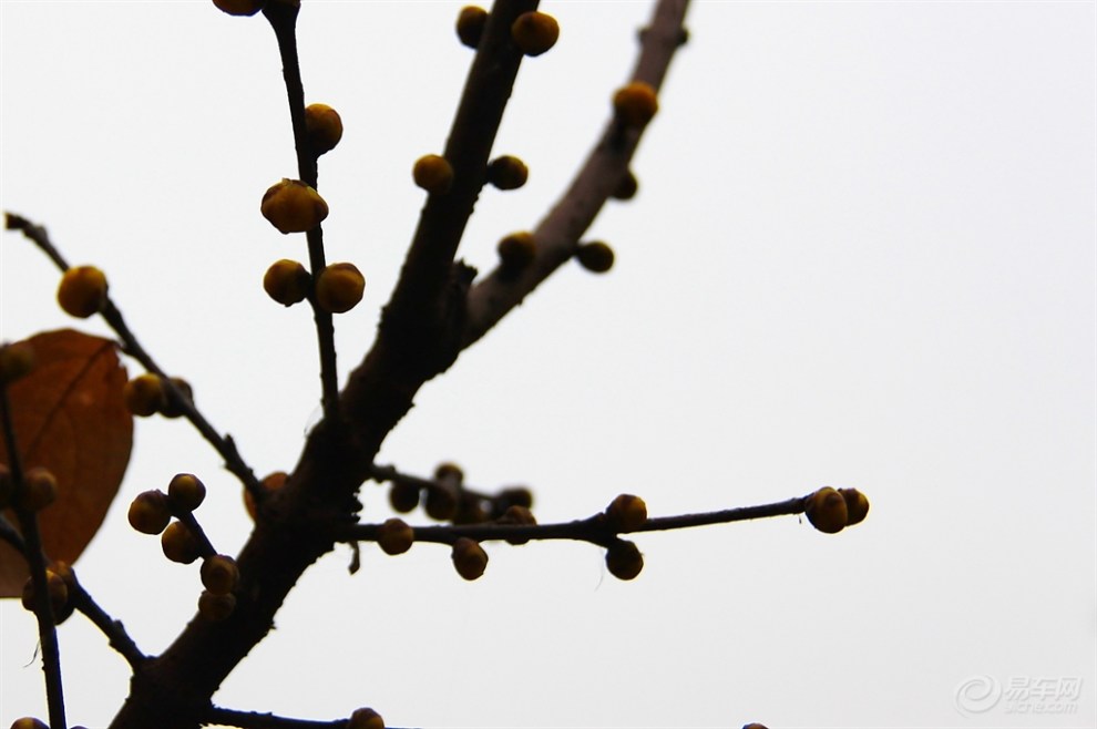 崭新一朵含风露,恰似西厢待月来