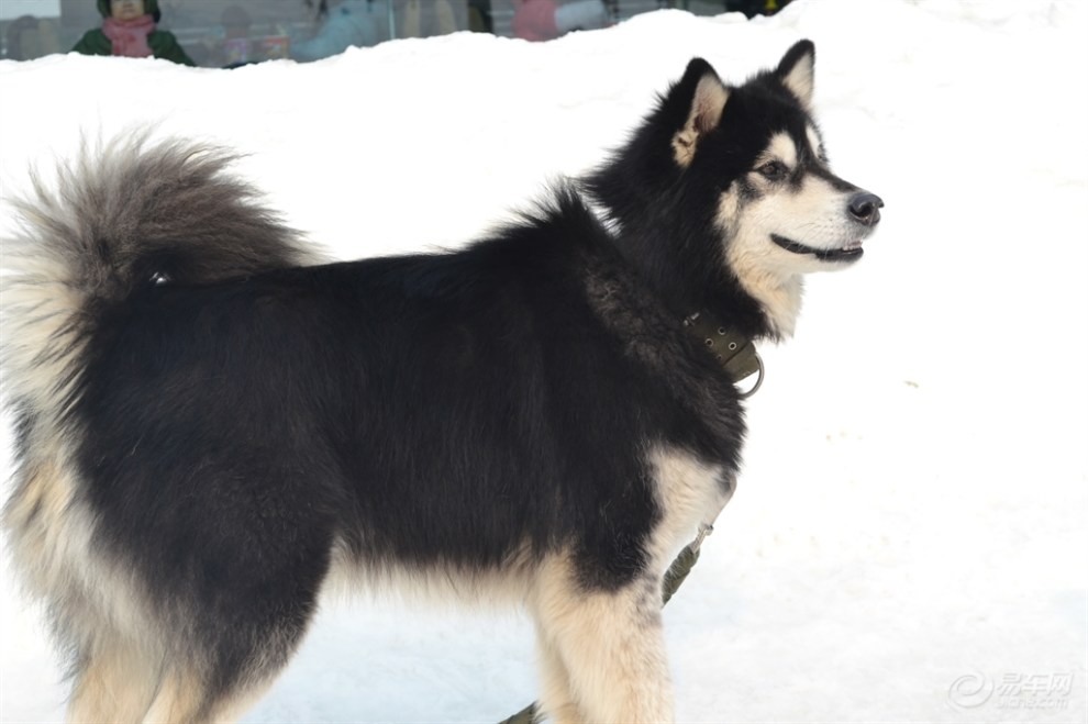 【宠物也有爱】拉斯加雪橇犬