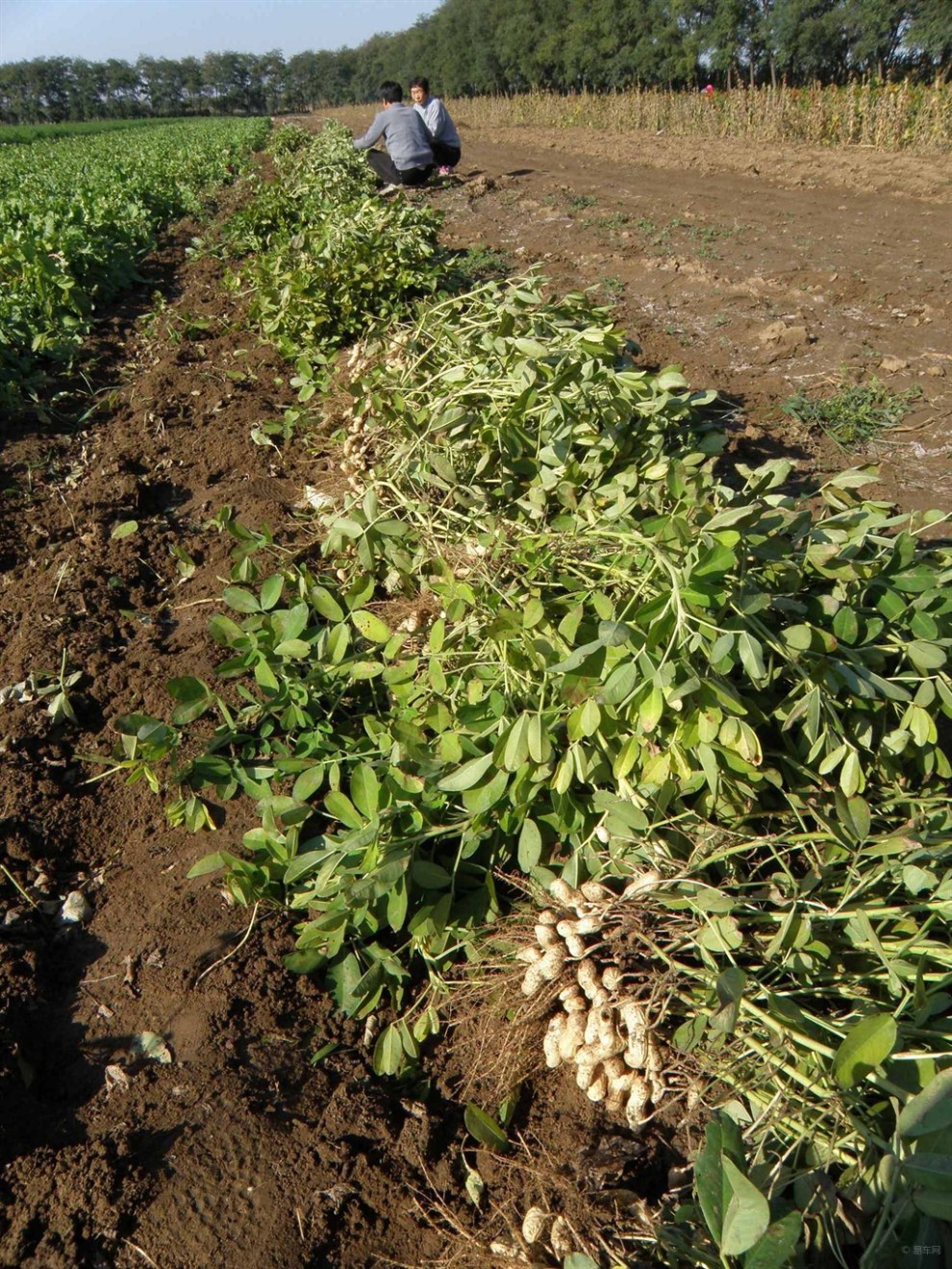 【原创首发】秋收劳动,收花生作业
