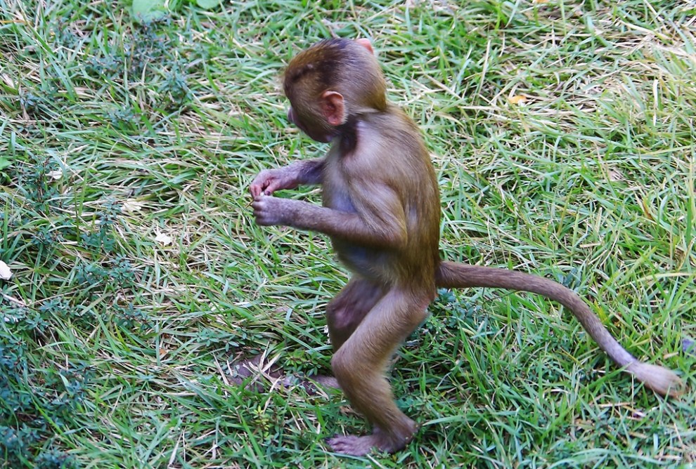 【阿拉伯狒狒】_宠物当家社区图片集锦_汽车论坛-易车网