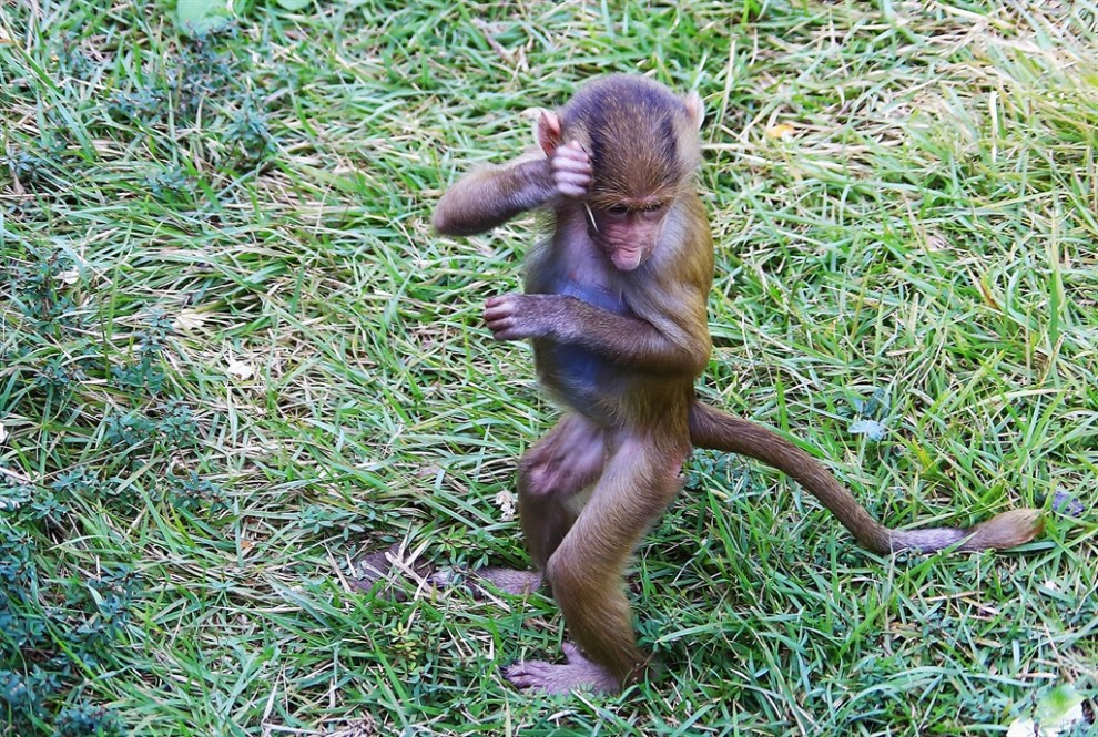 【阿拉伯狒狒】_宠物当家社区图片集锦_汽车论坛-易车网
