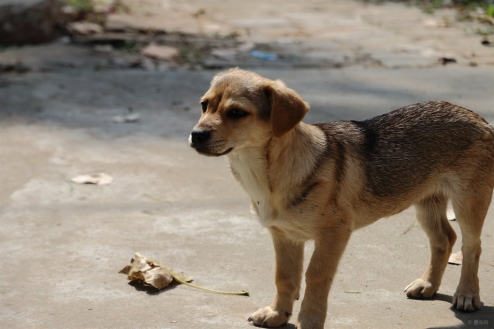 【家有大明星】农家狗