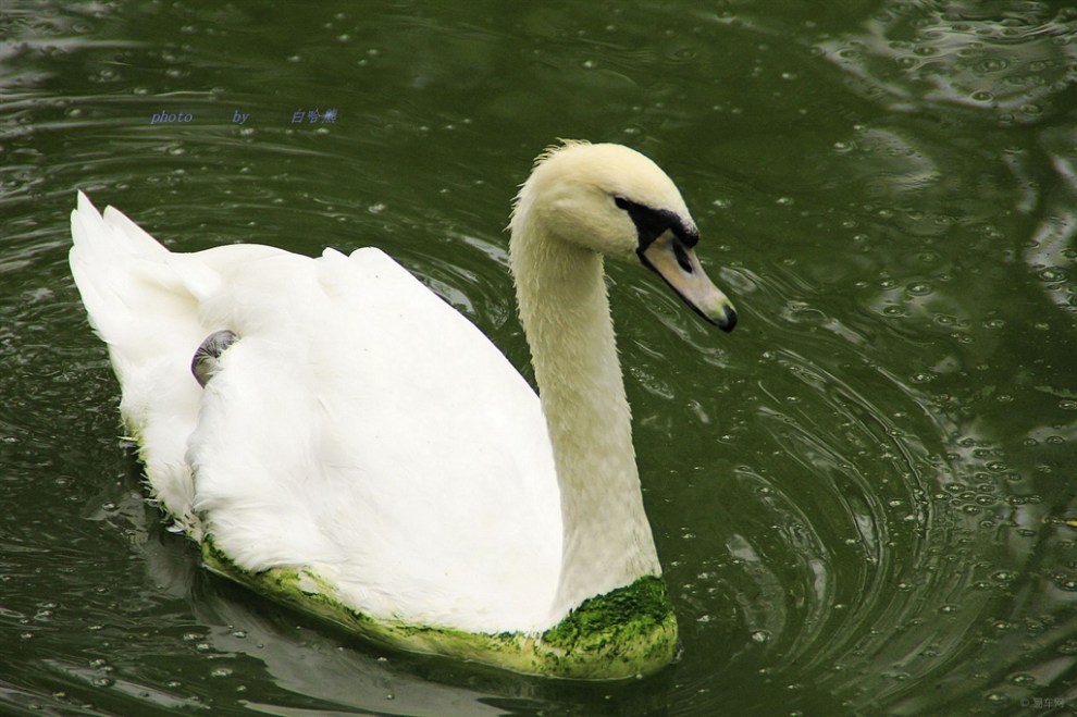 【宠物随手拍】天鹅
