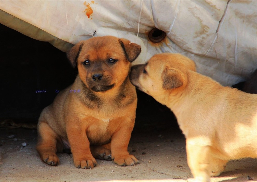 【【首创原发】狗娃子】_宠物当家论坛图片集锦_汽车论坛-易车网