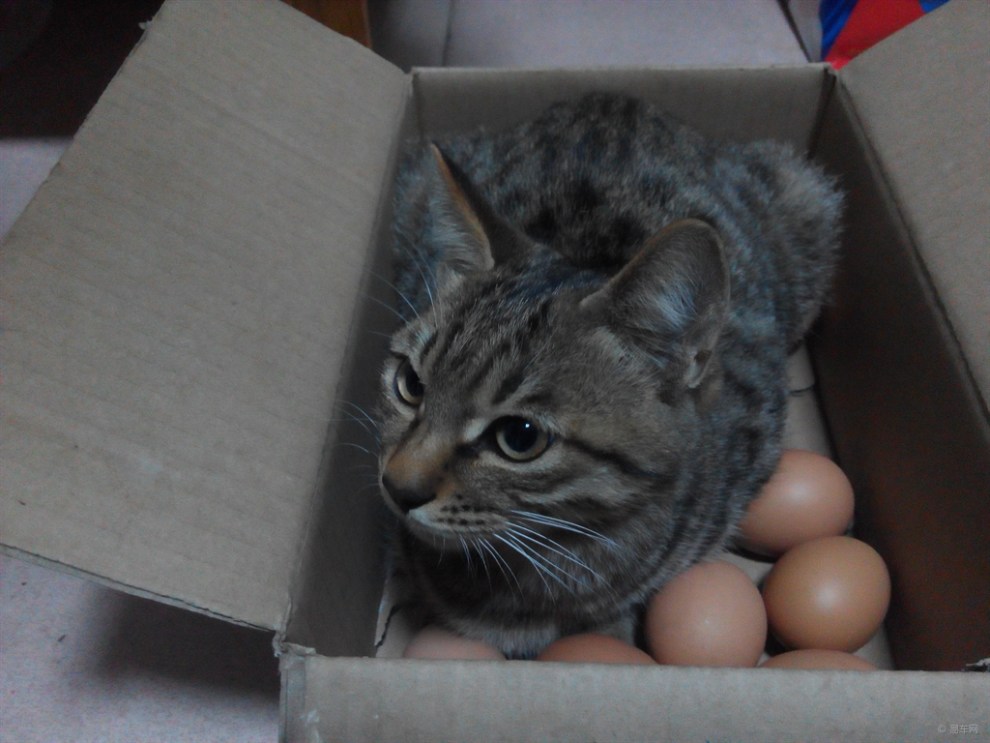 【宠物造型秀】家有小淘——孵蛋的猫
