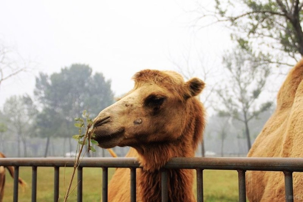 【骆驼.】_宠物当家社区图片集锦_汽车论坛-易车网
