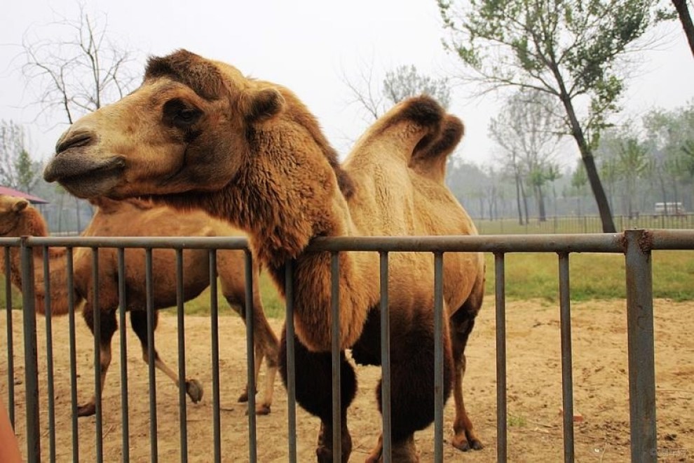 【骆驼.】_宠物当家社区图片集锦_汽车论坛-易车网