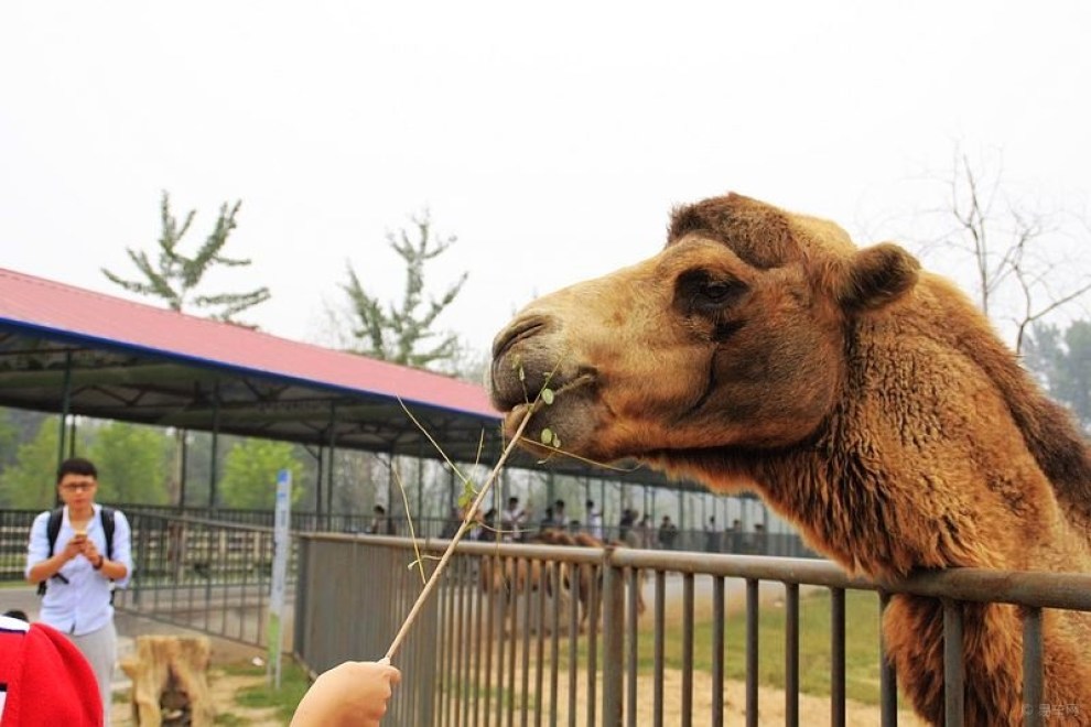 【骆驼.】_宠物当家社区图片集锦_汽车论坛-易车网