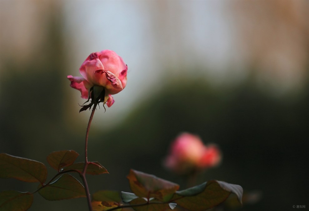 冬天裡的月季花