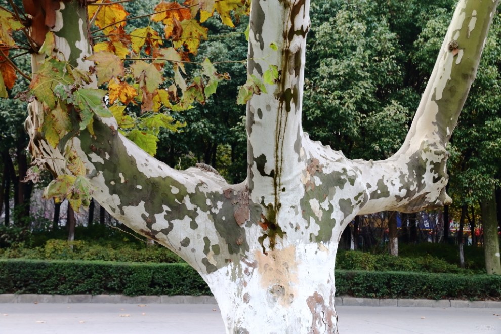 【盐城地区青铜联盟】家乡的街心公园