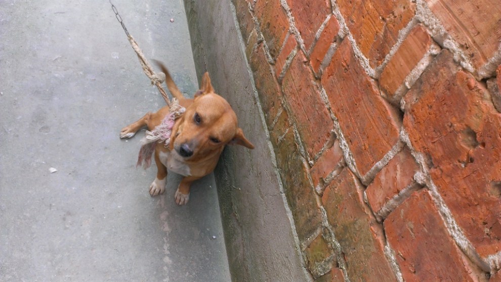 【申牛】【盐城地区青铜联盟】可爱的大耳朵土狗