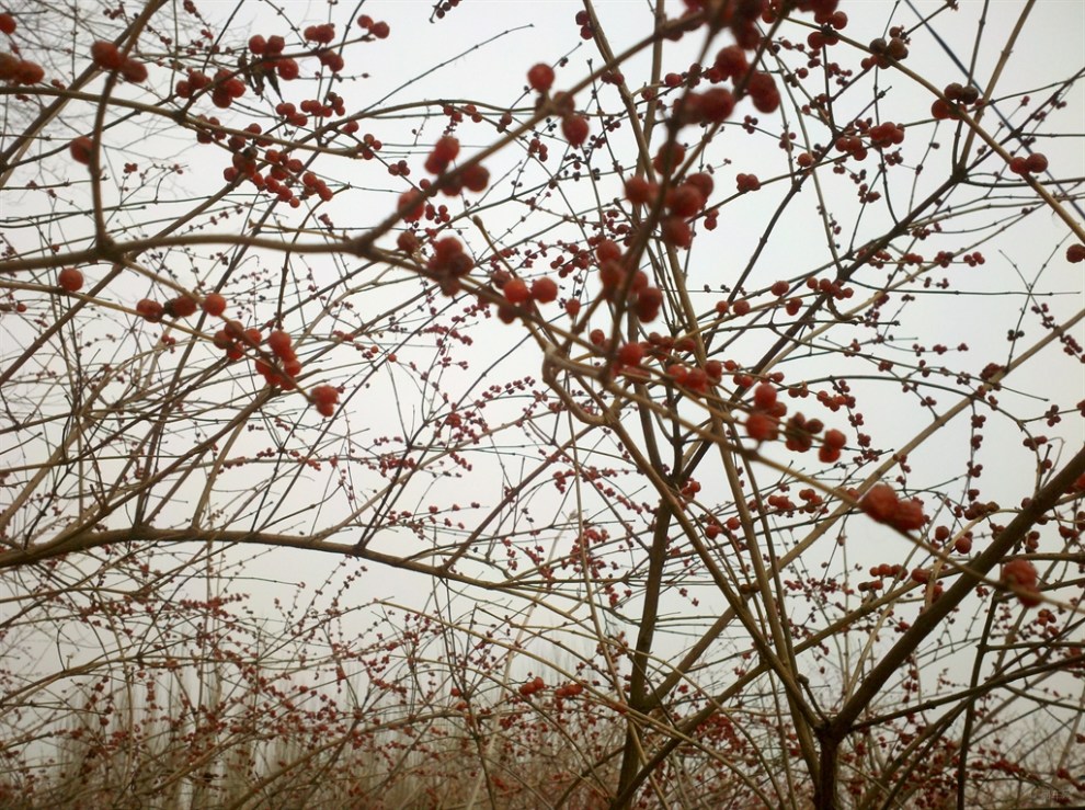 【原創】不知名的紅豆樹