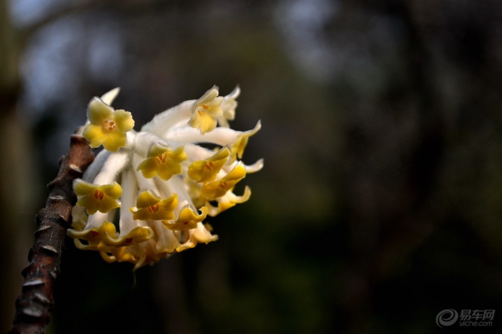 【带你步入"梦树"与"梦花"的世界】