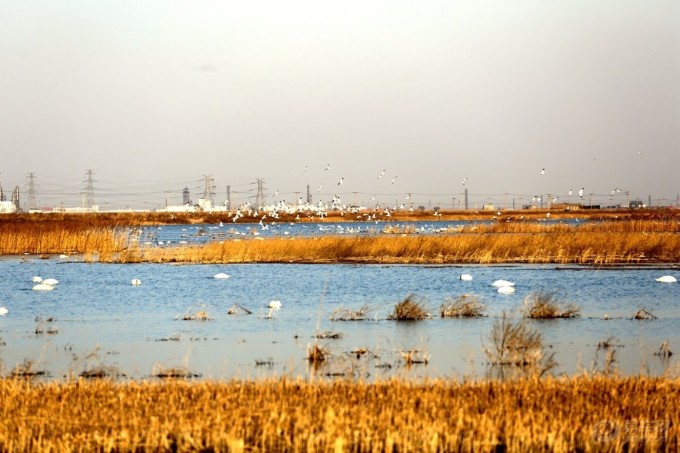 【每周一景】第26期天津北大港湿地自然保护区