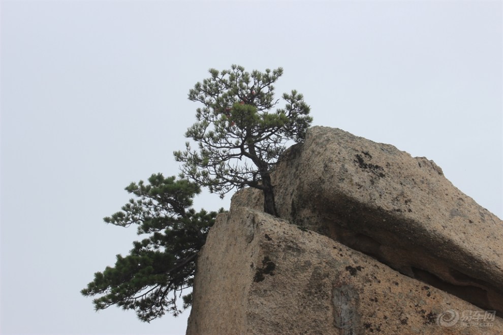 華山松