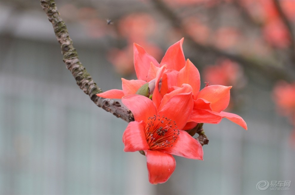 【雨後木棉花】_廣東論壇圖片集錦_汽車論壇-易車網