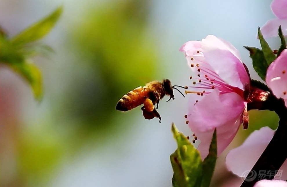 蜜蜂采花图片真实图片