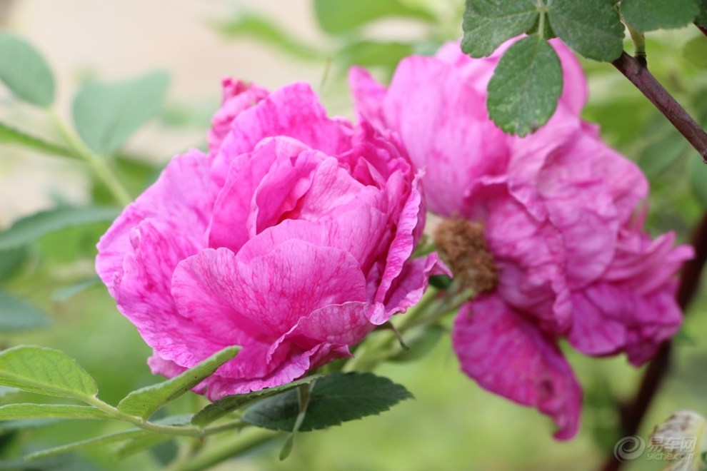 【赏花】紫色蔷薇