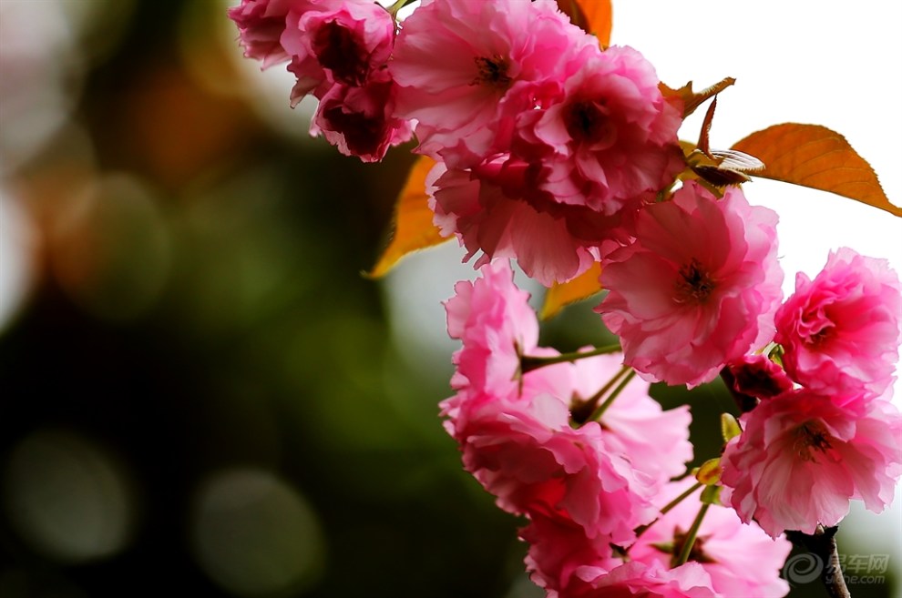 九重春色醉樱花二