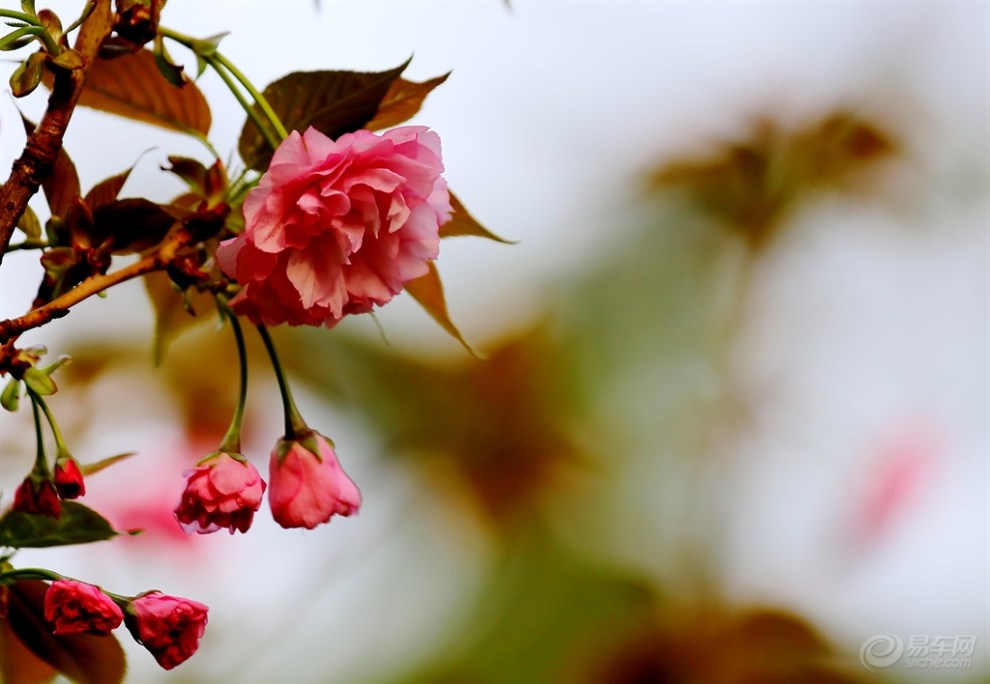 九重春色醉樱花