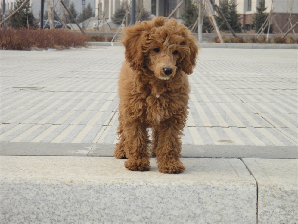 【表情帝】拉菲也有模有样,美了美了