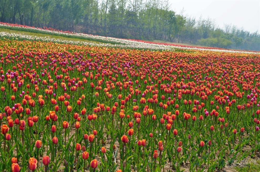 【踏青賞花】五一遊,看那400萬株鬱金香組成的花海