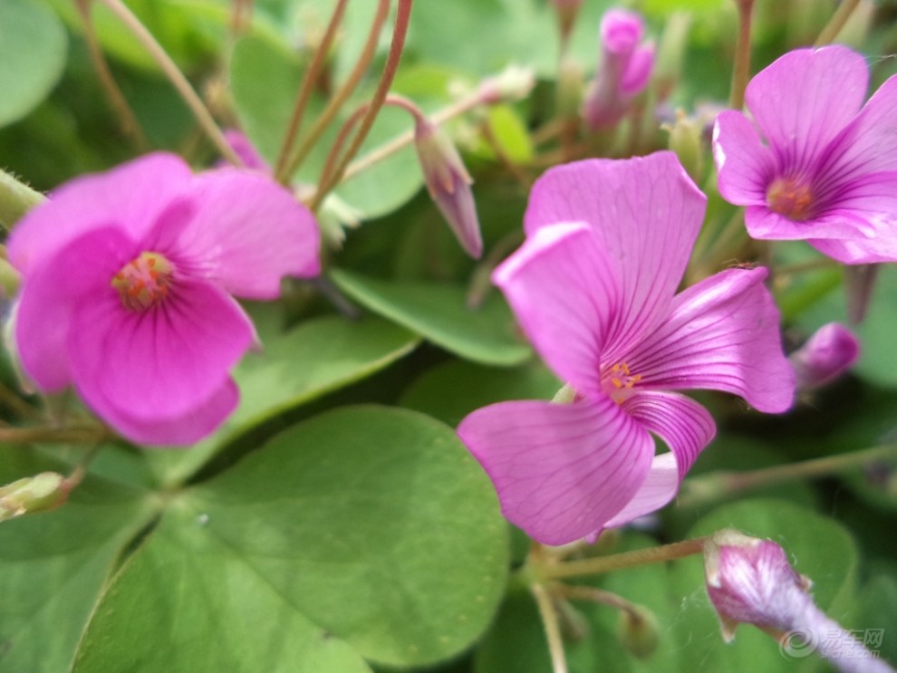 【首发原创】太阳草