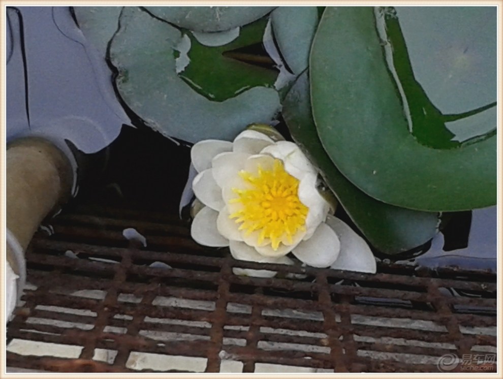 【原创】樱桃红 花儿艳 鱼游荷叶间