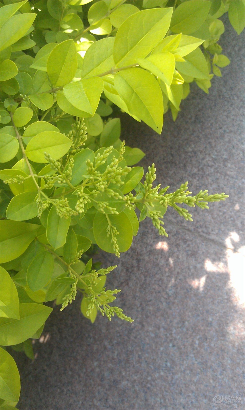 『首发申精』——春天里的嫩枝.