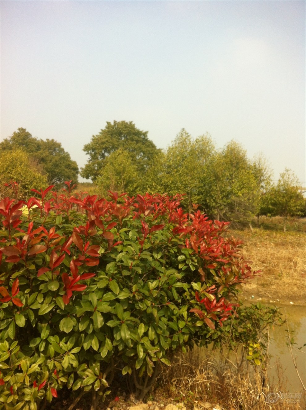 【首发申精】上海申亚乡村度假农园 饭店环境