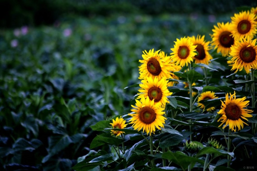 老疯人---向日葵