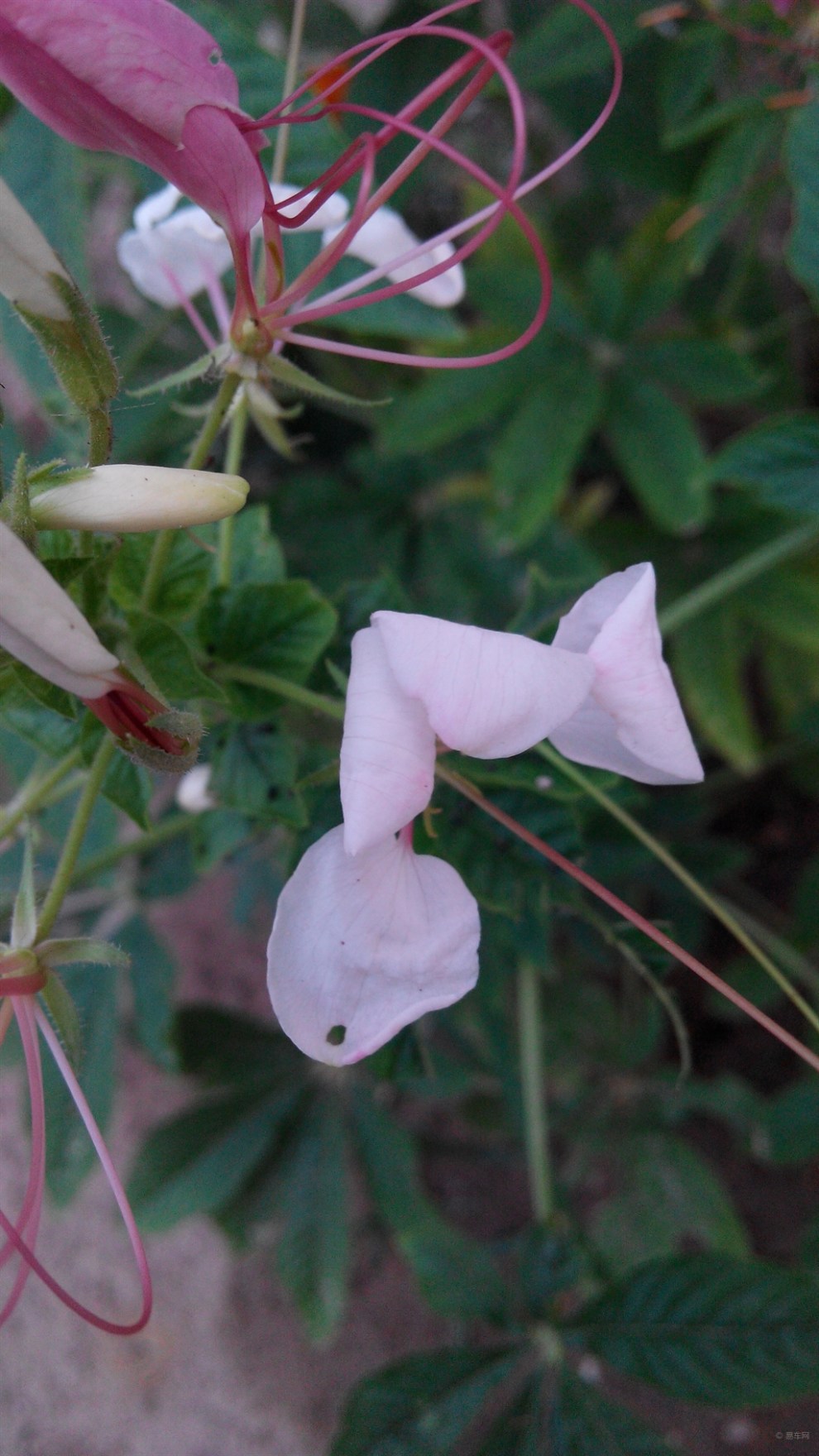 首发原创 朝鲜姑娘