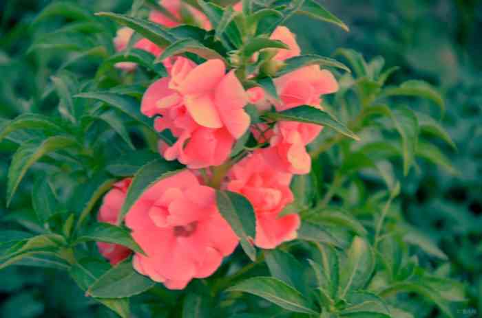 【原创首发】凤仙花开