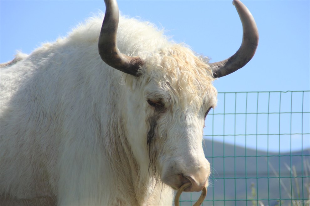 牧民眼中的圣牛