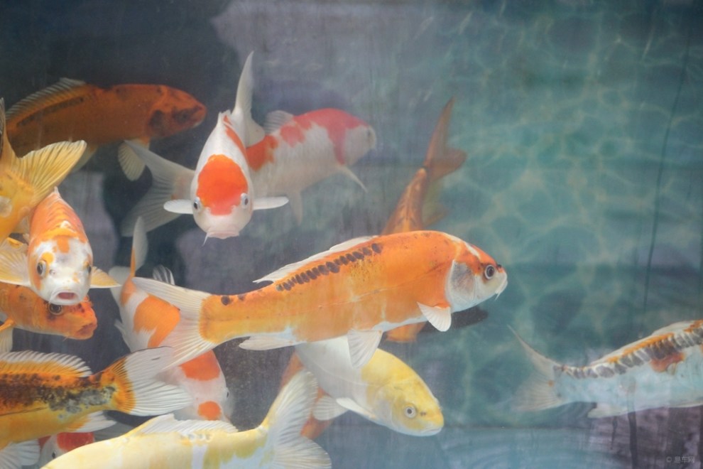 【首发原创】德国锦鲤