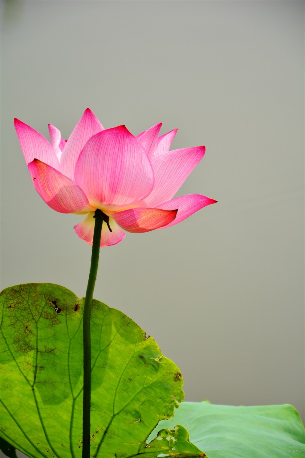 【行摄仲夏】艾溪湖荷花