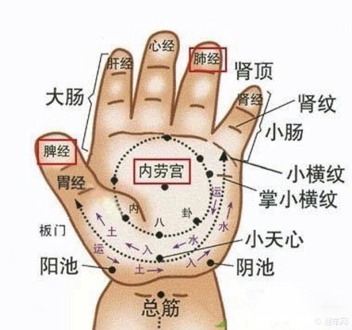手指对应的五脏图,手指对应五六腑图,手对应五六腑图_大山谷图库