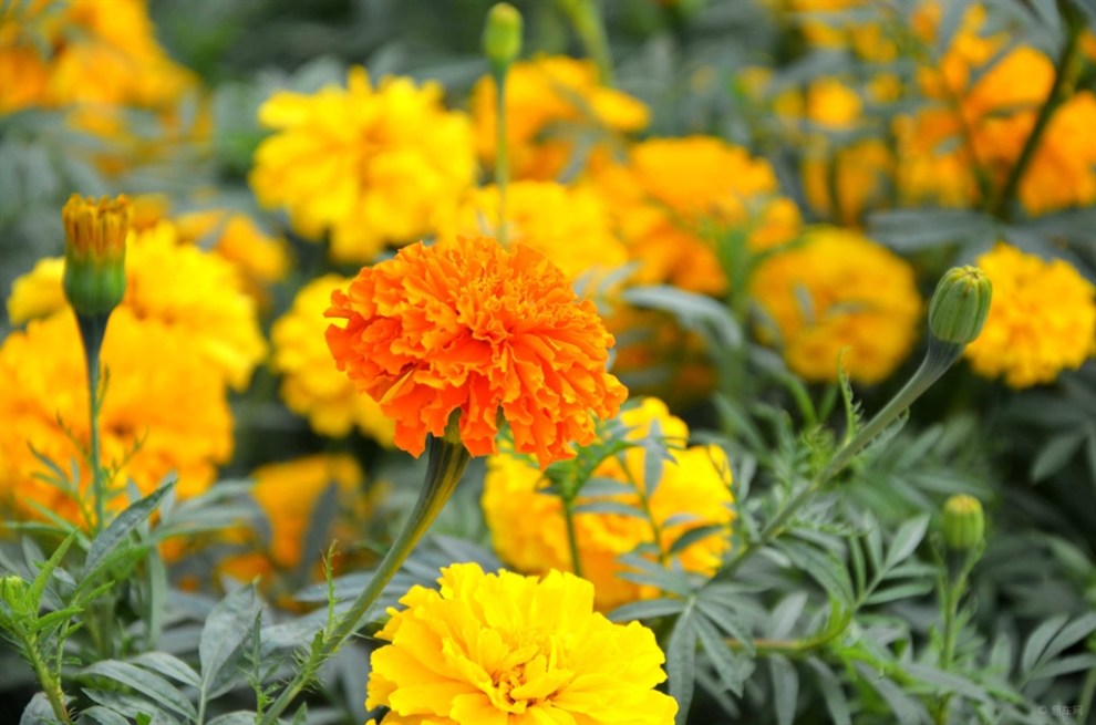 【原创首发】怒放的万寿菊