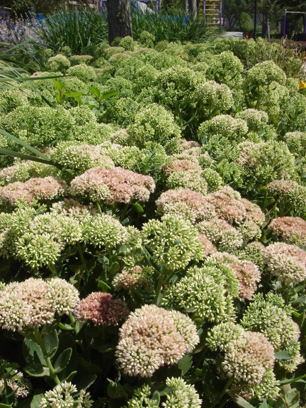 【原創實拍】花如繁星的八寶景天