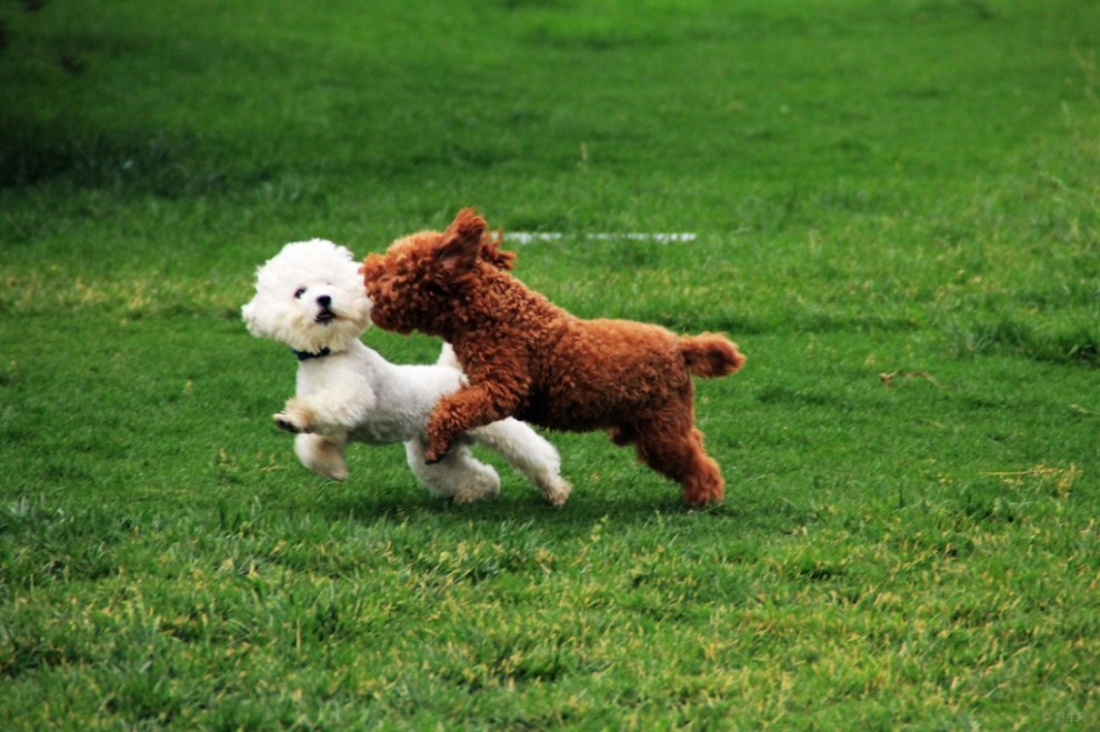 【宠物读心术】打打闹闹的小伙伴