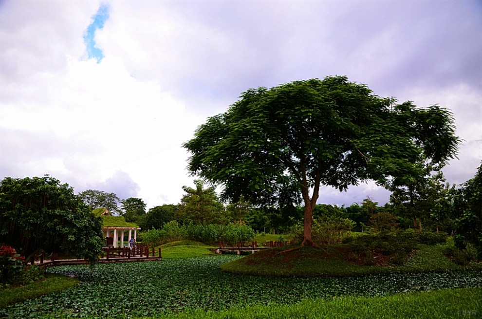 【七彩雲南行】----中國科學院西雙版納熱帶植物園