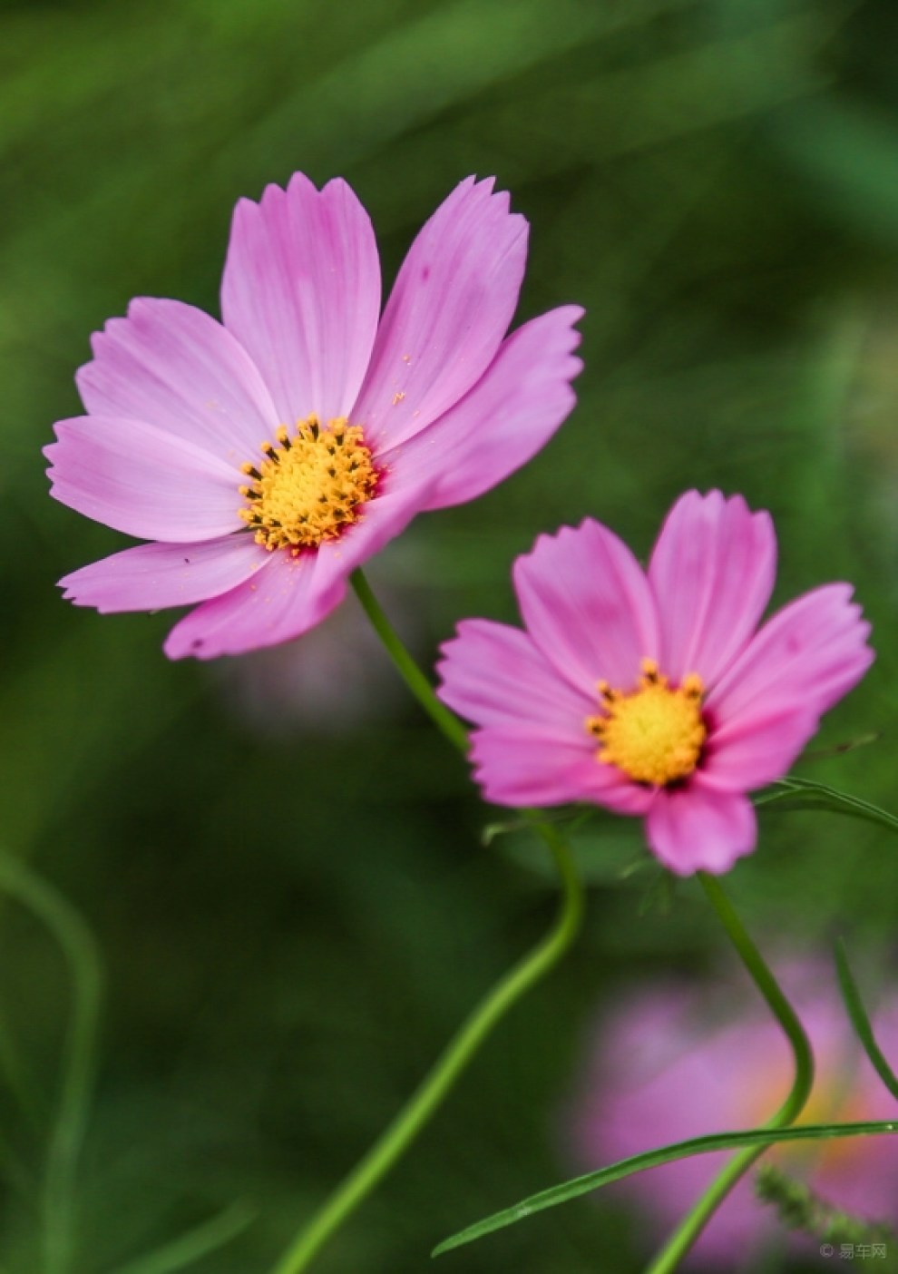 五彩缤纷格桑花