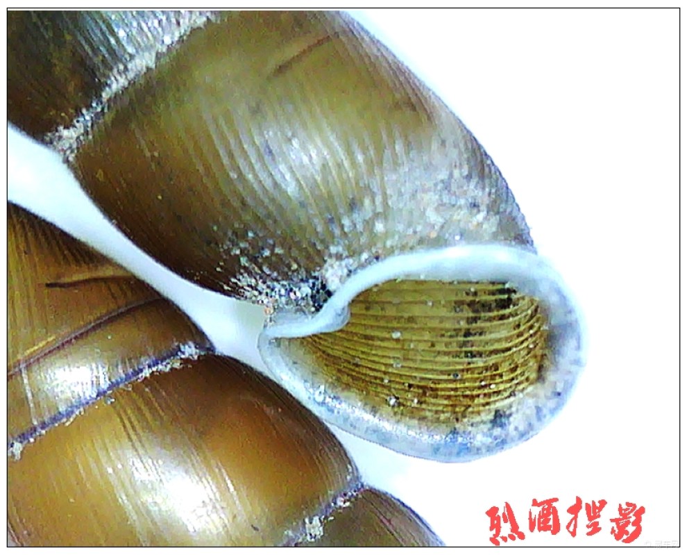 细钻螺〔opeas gracile