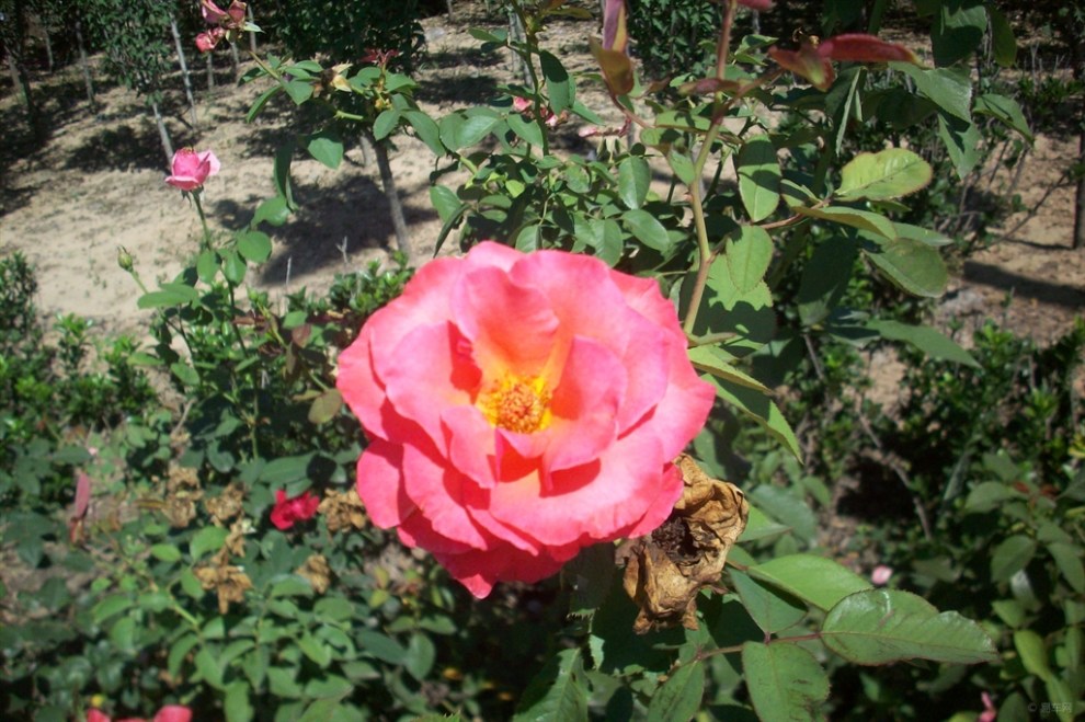 【首发原创】公路边盛开的月季花