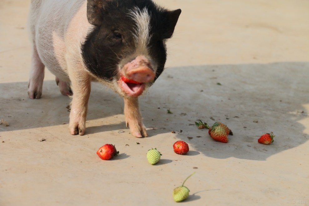 【开心萌宠迎新春】宠物猪恭喜大家快乐过新年