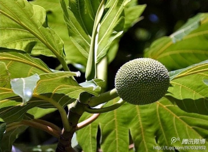 麵包樹,桑科桂木屬木本糧食植物,原產於馬來半島以及波利尼亞,如今因