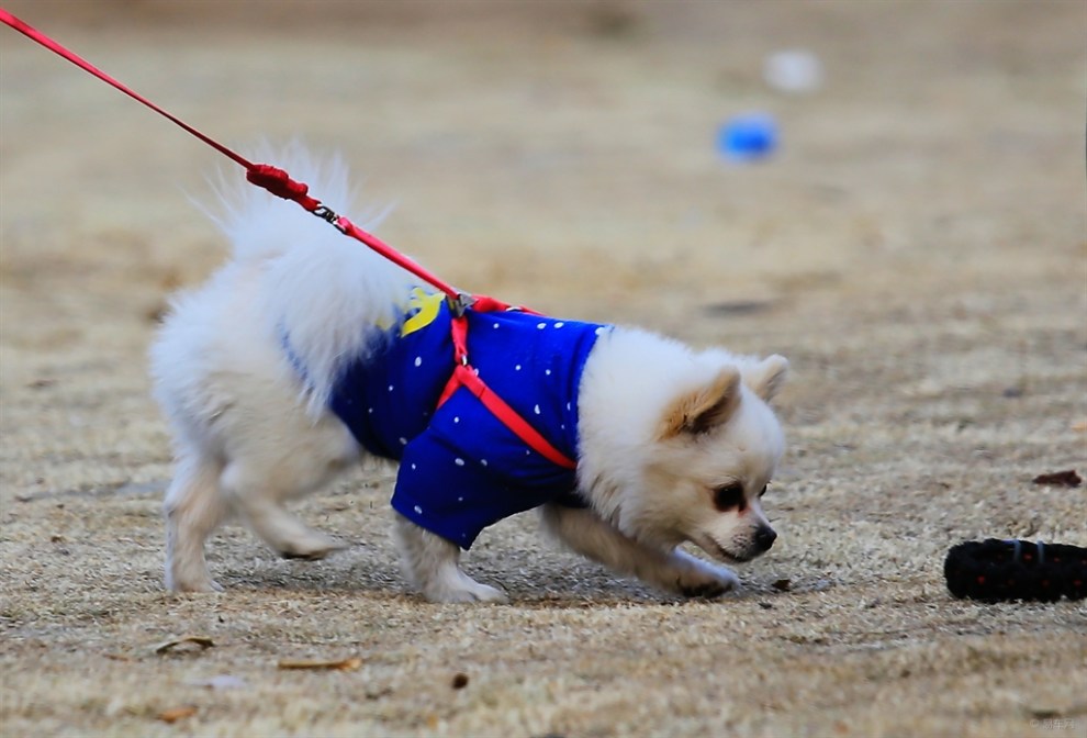 【名犬欣赏】哈多利系博美犬