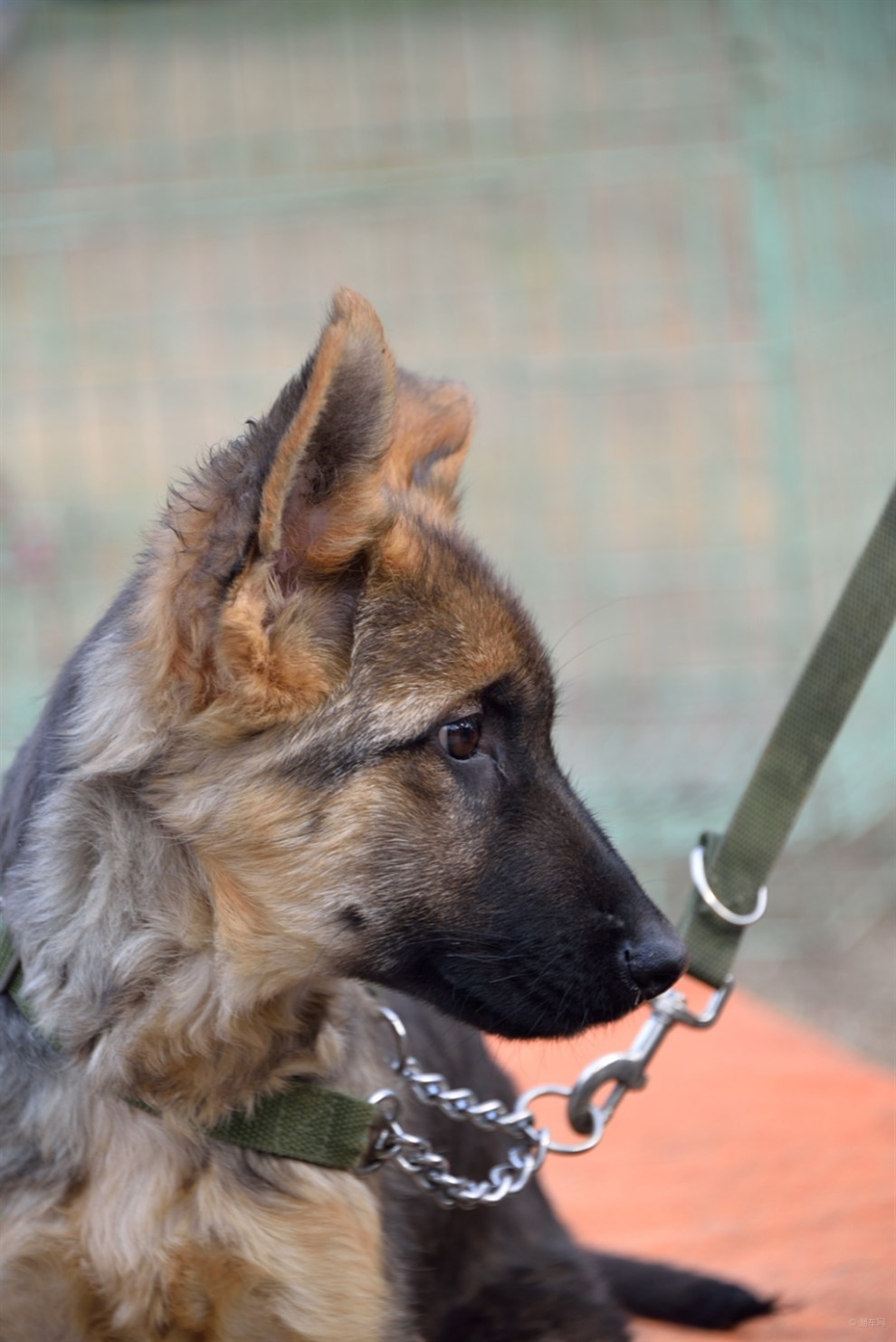 【开心萌宠迎新春】小黑背的淘气眼神