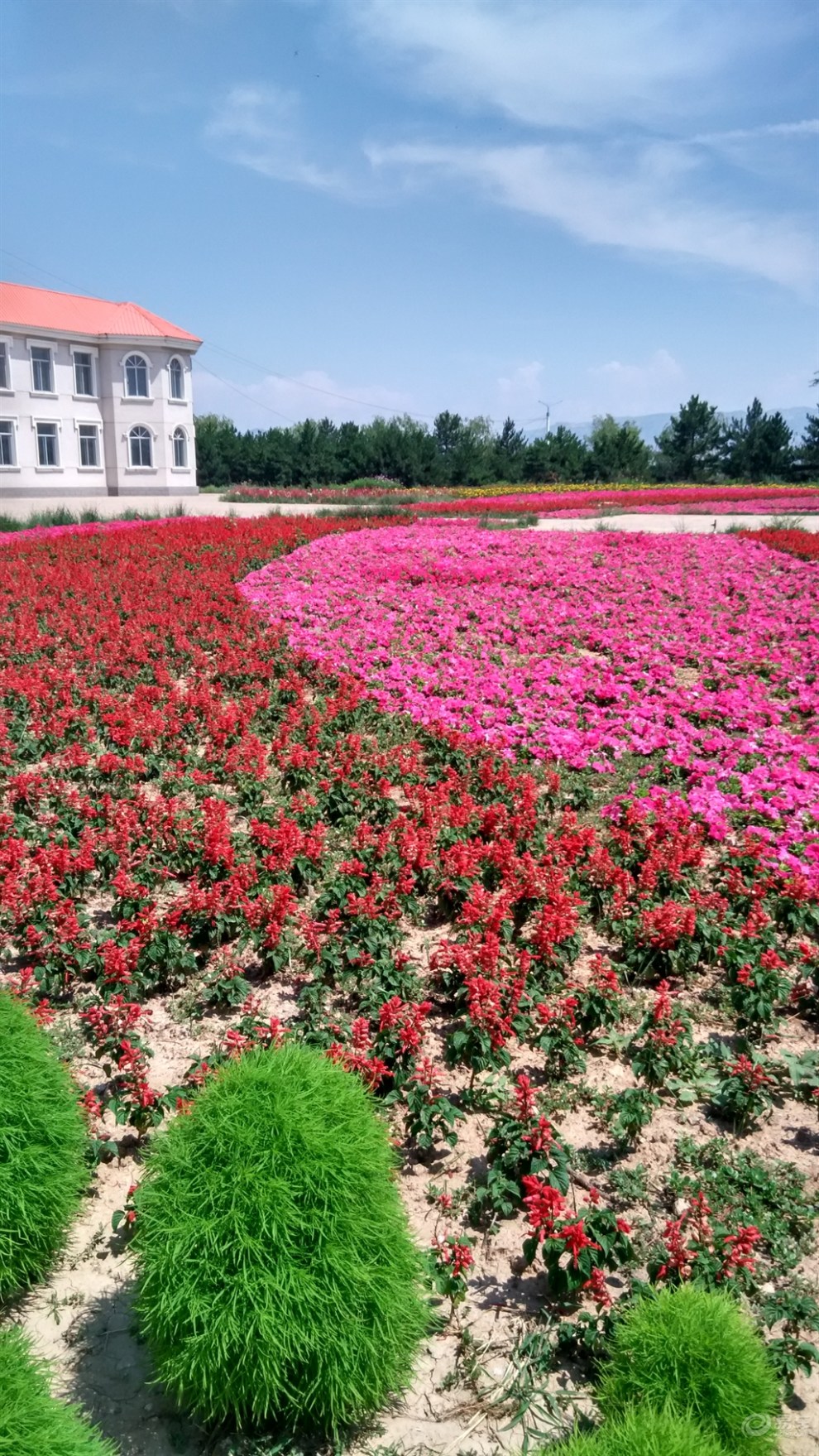(原创首发)美丽的百花园