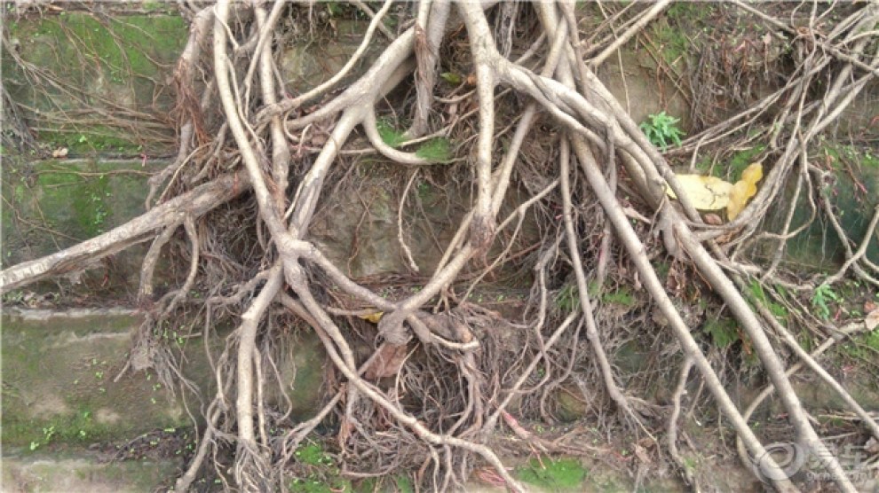 【首发】法治公园.重庆枇杷山公园走走!